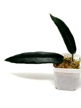 Load image into Gallery viewer, Hoya Archboldiana Pink