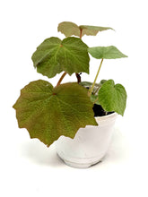 Load image into Gallery viewer, Begonia Boomer