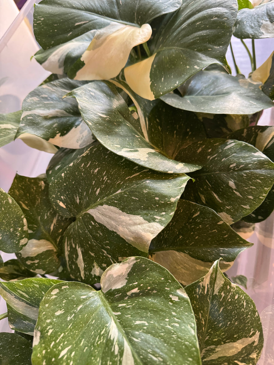 Monstera 'Thai Constellation' (high variegation, 4.5