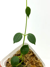 Load image into Gallery viewer, Hoya Lithophytica