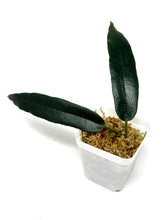 Load image into Gallery viewer, Hoya Archboldiana Pink