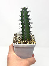 Load image into Gallery viewer, Euphorbia Zoutpansbergensis (Ships within Canada only)