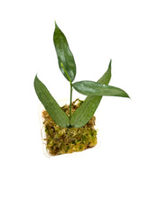 Load image into Gallery viewer, Hoya Pandurata Silver