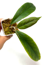 Load image into Gallery viewer, Hoya Vitellinoides