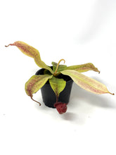 Load image into Gallery viewer, Nepenthes Mirabilis