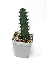 Load image into Gallery viewer, Euphorbia Zoutpansbergensis (Ships within Canada only)