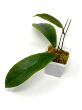 Load image into Gallery viewer, Hoya Vitellinoides