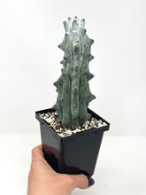 Load image into Gallery viewer, Stenocereus Beneckei (Ships within Canada only)