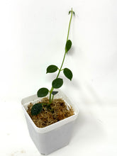 Load image into Gallery viewer, Hoya Lithophytica