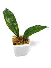 Load image into Gallery viewer, Hoya Finlaysonii ‘Black Leaves’ Splash