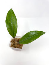 Load image into Gallery viewer, Hoya Finlaysonii ‘Philip’
