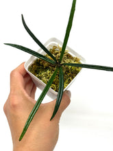 Load image into Gallery viewer, Hoya Insularis
