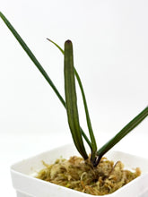 Load image into Gallery viewer, Hoya Insularis