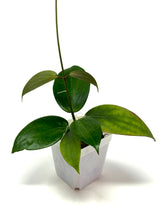 Load image into Gallery viewer, Hoya Pottsii