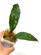 Load image into Gallery viewer, Hoya Finlaysonii ‘Black Leaves’ Splash