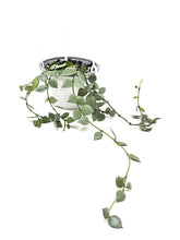 Load image into Gallery viewer, Hoya Lacunosa Super Silver (Hanging Basket)
