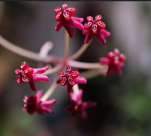 Load image into Gallery viewer, Hoya Carmelae