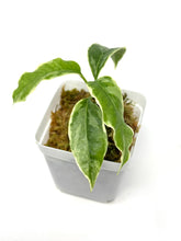 Load image into Gallery viewer, Hoya Multiflora White Margins Variegated