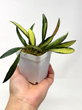 Load image into Gallery viewer, Hoya Kentiana Variegated