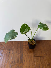 Load image into Gallery viewer, Monstera ‘Thai Constellation’ 6"
