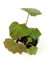 Load image into Gallery viewer, Begonia Boomer