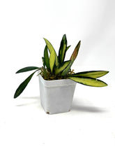 Load image into Gallery viewer, Hoya Kentiana Variegated