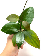 Load image into Gallery viewer, Hoya Pottsii