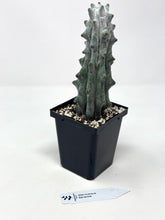Load image into Gallery viewer, Stenocereus Beneckei (Ships within Canada only)