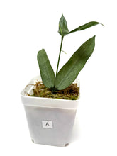 Load image into Gallery viewer, Hoya Pandurata Silver
