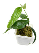 Load image into Gallery viewer, Hoya Cystiantha Splash