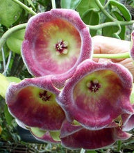 Load image into Gallery viewer, Hoya Lauterbachii