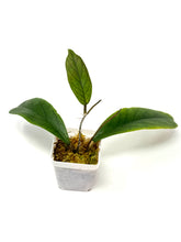 Load image into Gallery viewer, Hoya Vitellinoides