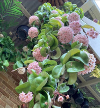 Load image into Gallery viewer, Hoya Carnosa Compacta