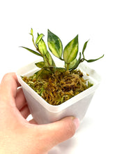 Load image into Gallery viewer, Hoya Lacunosa Tricolor ‘Bruno’