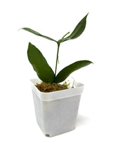 Load image into Gallery viewer, Hoya Pandurata Silver