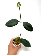 Load image into Gallery viewer, Hoya Hamiltoniorum