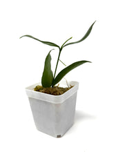 Load image into Gallery viewer, Hoya Pandurata Silver