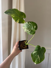 Load image into Gallery viewer, Monstera ‘Thai Constellation’ 6"