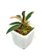 Load image into Gallery viewer, Hoya Kentiana Lori Lyn Albo Variegated