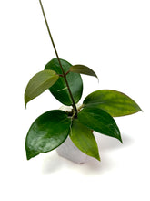 Load image into Gallery viewer, Hoya Pottsii