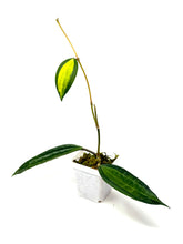 Load image into Gallery viewer, Hoya Macrophylla ‘Pot of Gold’