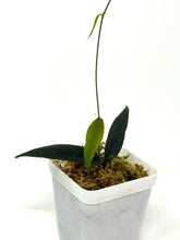 Load image into Gallery viewer, Hoya Paradisea (IM04)