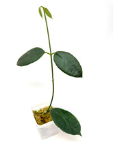 Load image into Gallery viewer, Hoya Hamiltoniorum