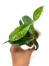 Load image into Gallery viewer, Hoya Cystiantha Splash