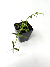 Load image into Gallery viewer, Hoya Linearis