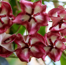 Load image into Gallery viewer, Hoya Onychoides