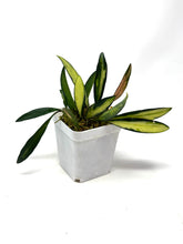 Load image into Gallery viewer, Hoya Kentiana Variegated
