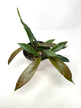 Load image into Gallery viewer, Hoya Pubicalyx