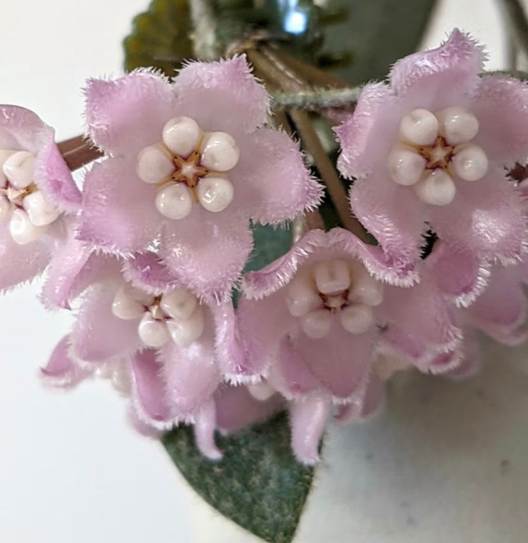 Hoya Thomsonii Splash