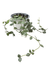 Load image into Gallery viewer, Hoya Lacunosa Super Silver (Hanging Basket)